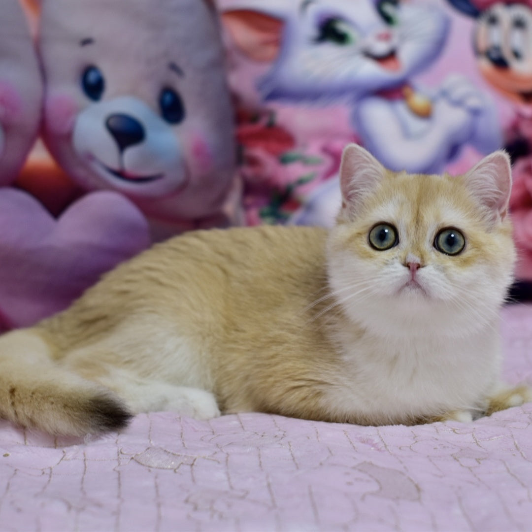 Chloe British Shorthair female, black golden chinchilla with white
