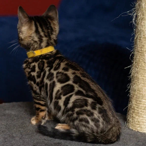 Waneta Bengal female, black spotted tabby
