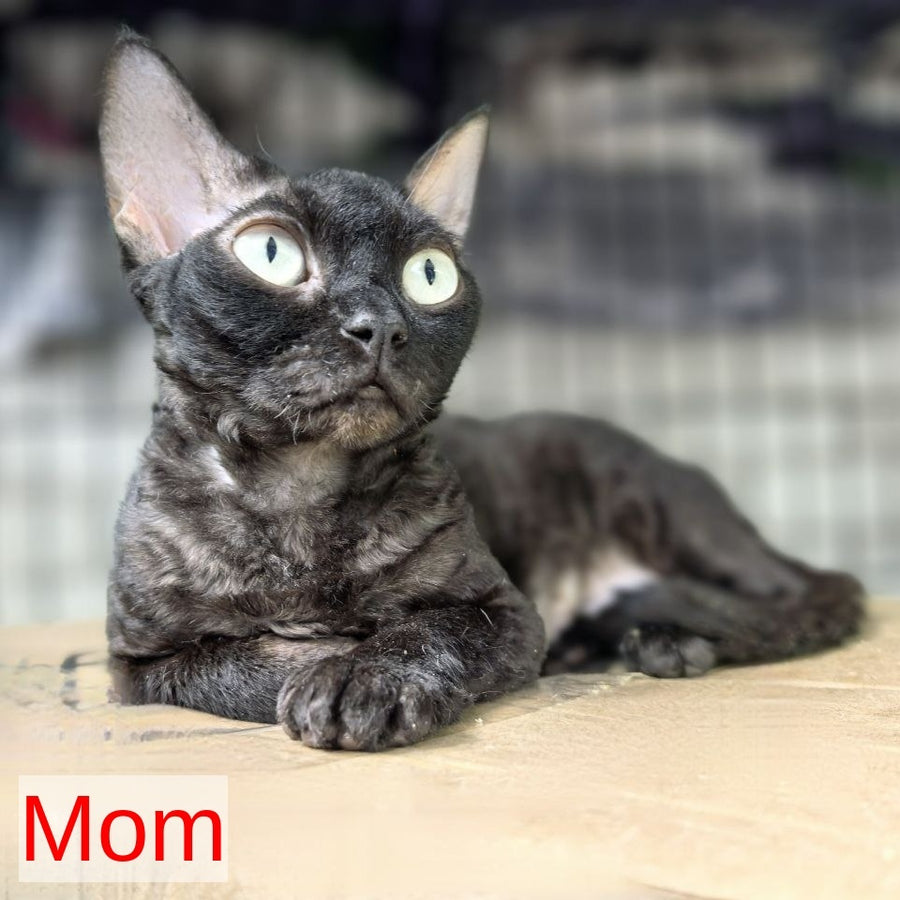 Arnij Devon Rex female, chocolate tortie