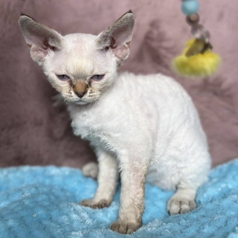 Xia Devon Rex female, seal lynx pointed