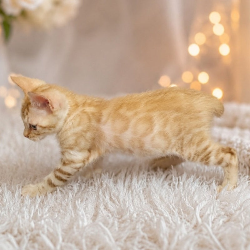Karen Bengal female, black spotted tabby pointed