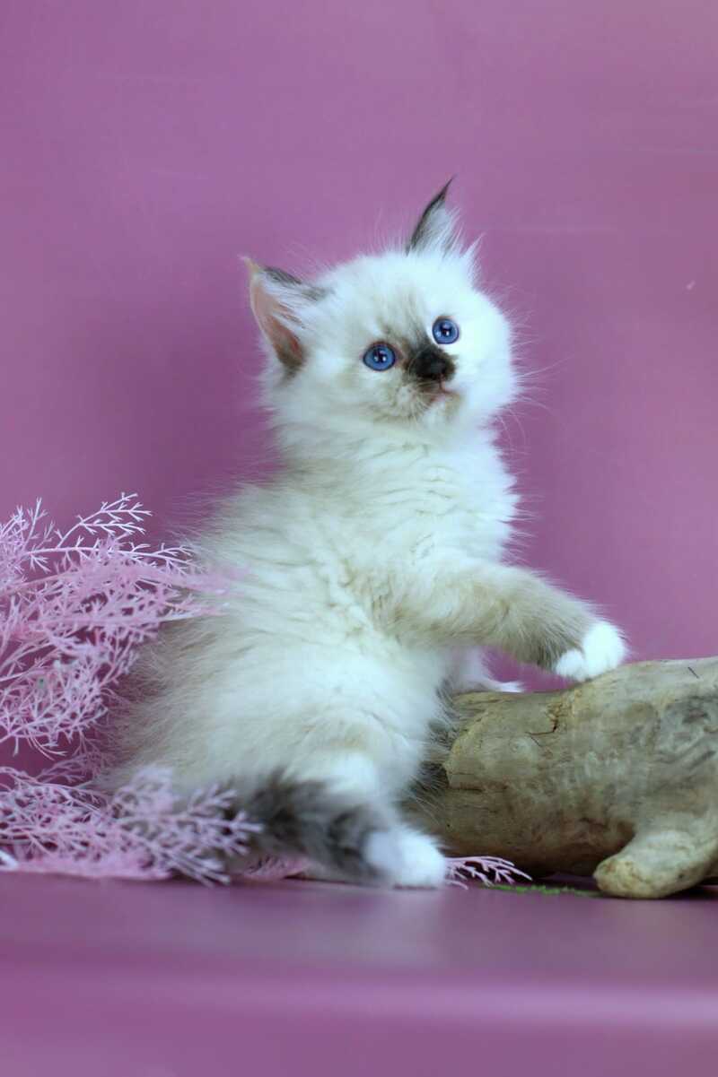 Elli Siberian female black tortie with white pointed - live animals