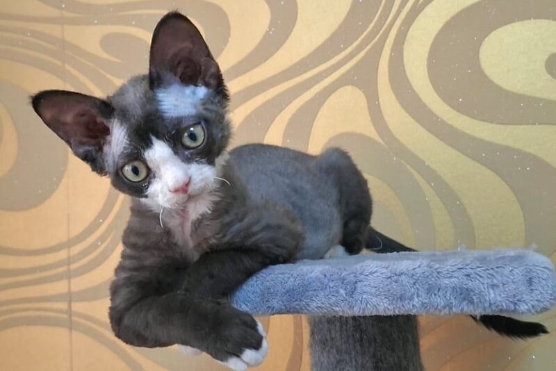 Eliza Devon Rex female black bicolour - live animals