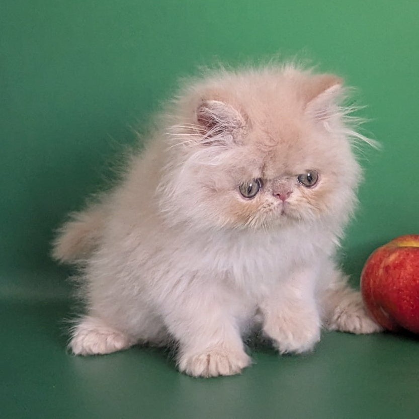 Tom Persian male, cream tabby