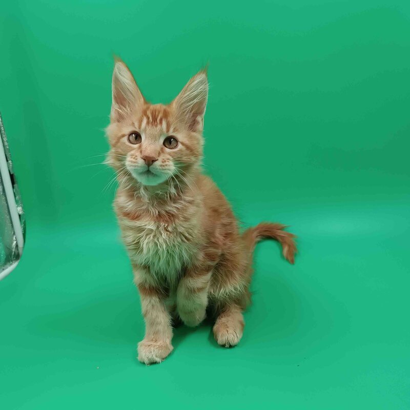 Rich Maine Coon male, red tabby