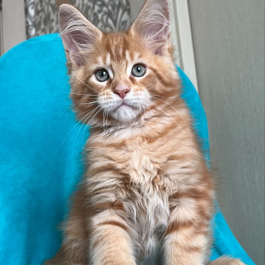 Zlatozar Maine Coon male, red tabby
