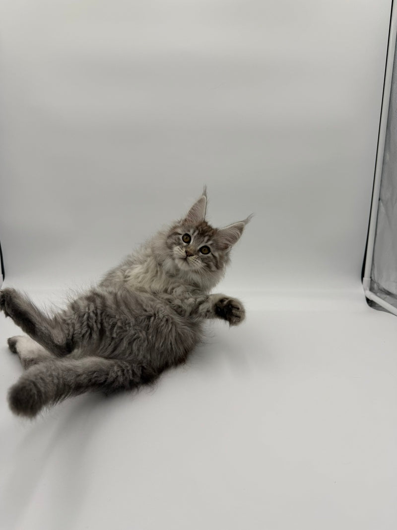 Ketana Maine Coon female black silver tabby - live animals
