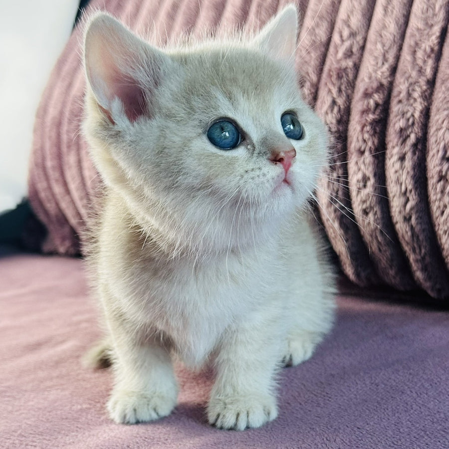 Jin British Shorthair male, blue golden spotted tabby