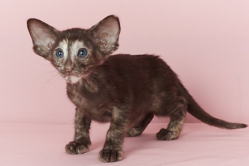 Queen Oriental Shorthair female chocolate tortie - live animals