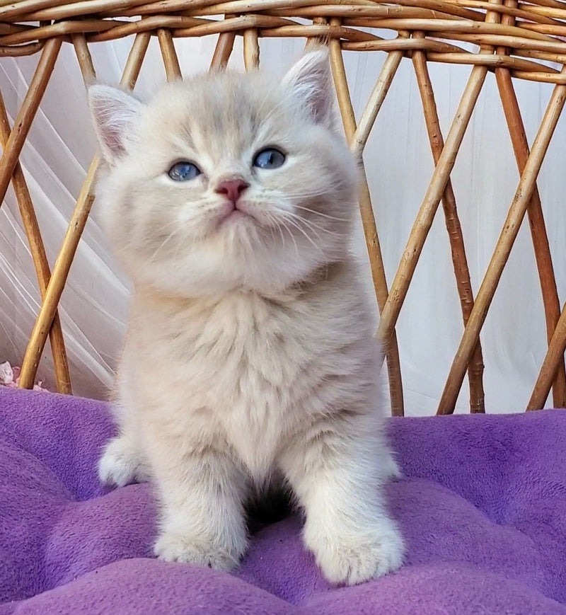 Woody British Shorthair male, lilac golden ticked tabby