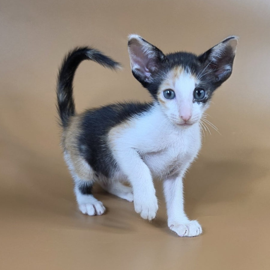 Dessert Rose Oriental Shorthair female, black tortie bicolour