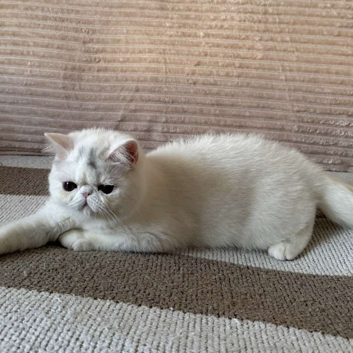 Kimberly Exotic female, white