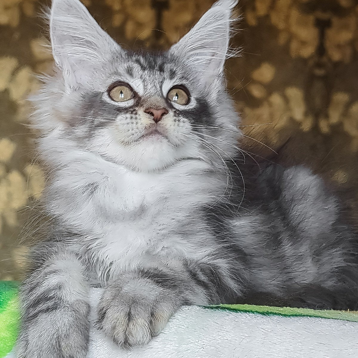 Izida Maine Coon female, black silver tabby