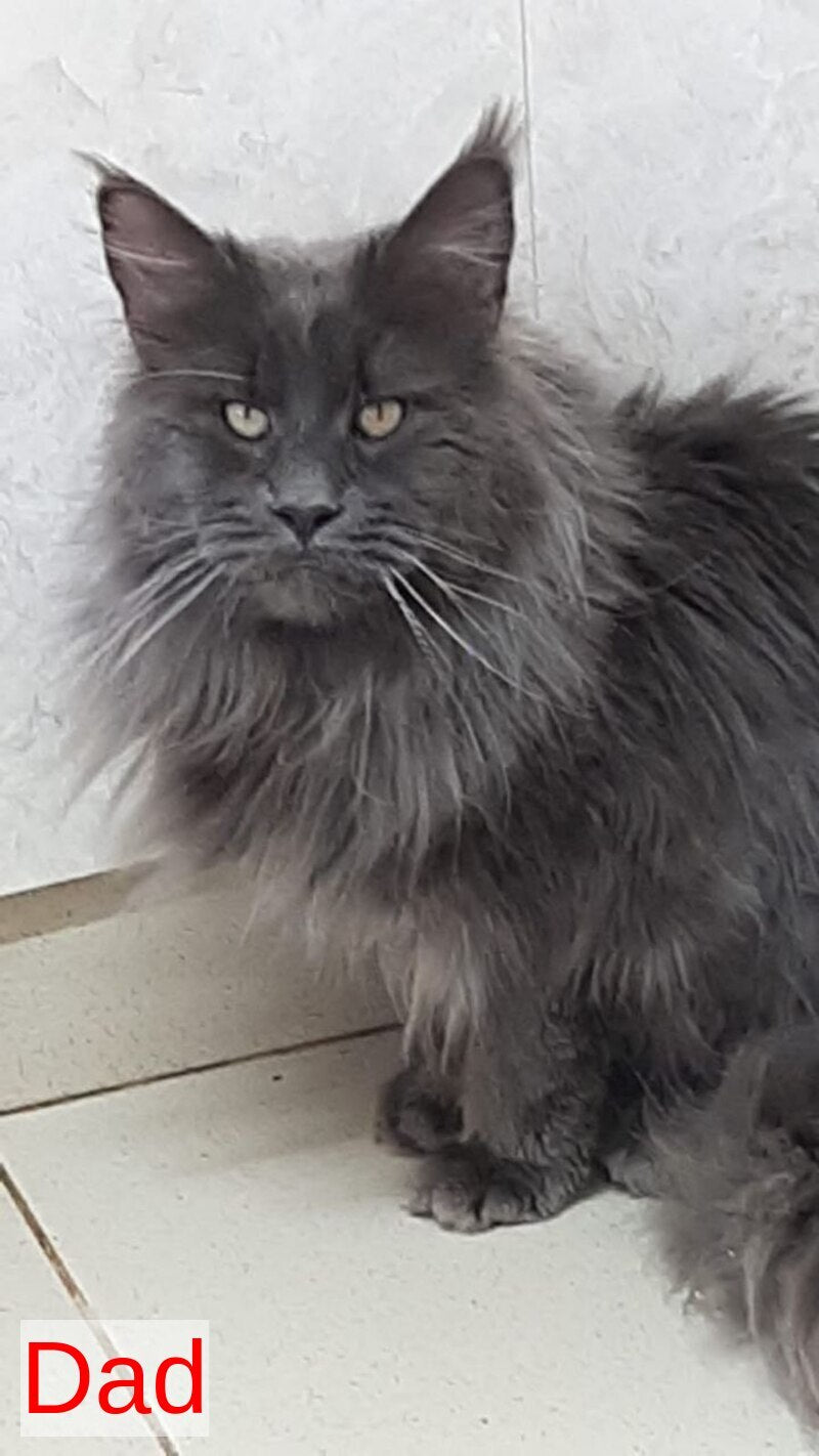 Denni Maine Coon male, cream