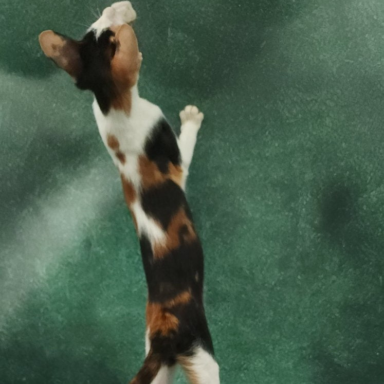 Ulrica Oriental Shorthair female, black tortie tabby harlequin