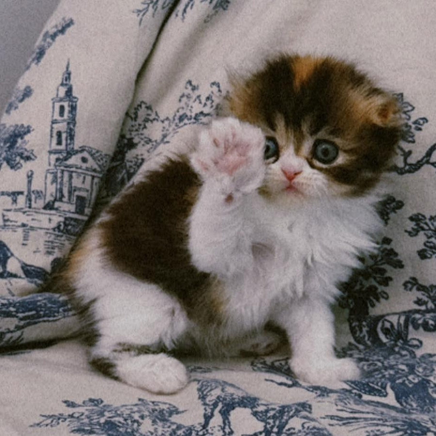 Kitty Scottish Fold female, black tortie tabby bicolour