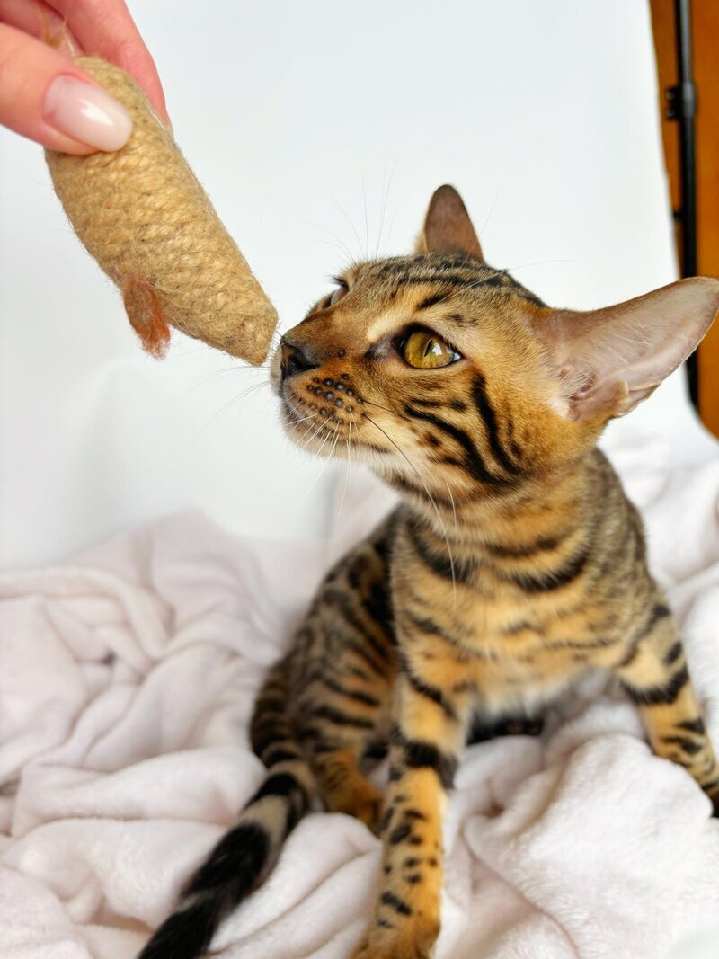 Lily Bengal female black spotted tabby - live animals