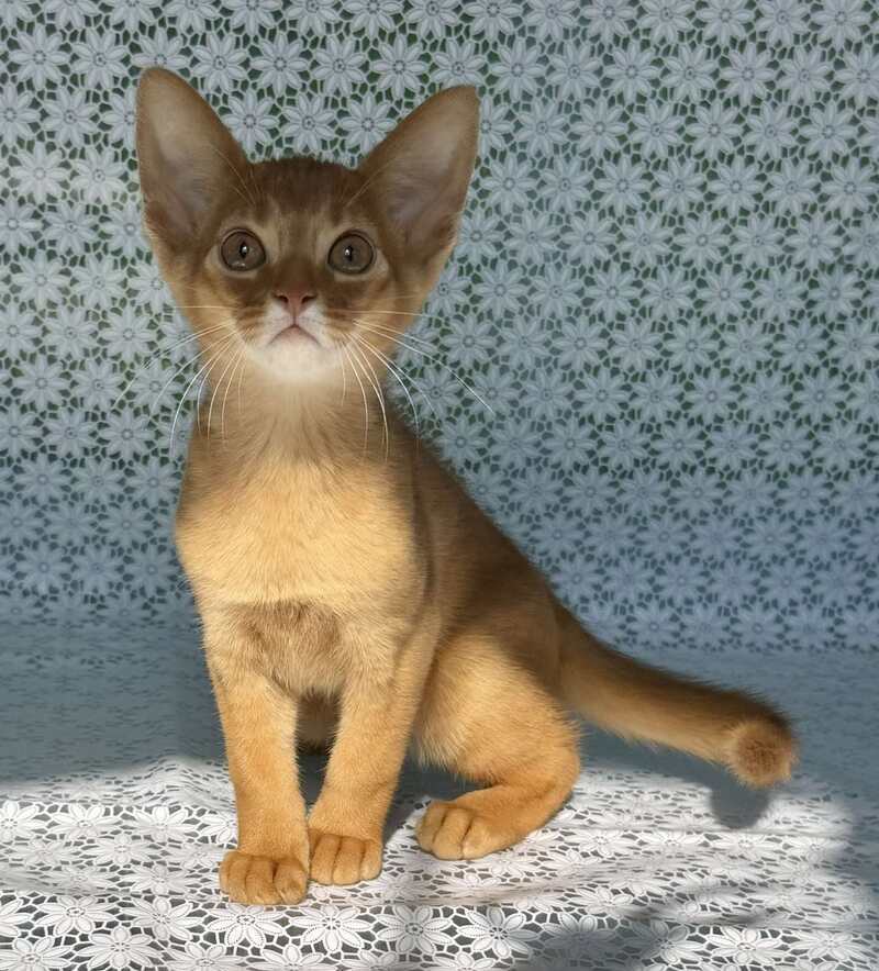 Baks Abyssinian male sorrel - live animals