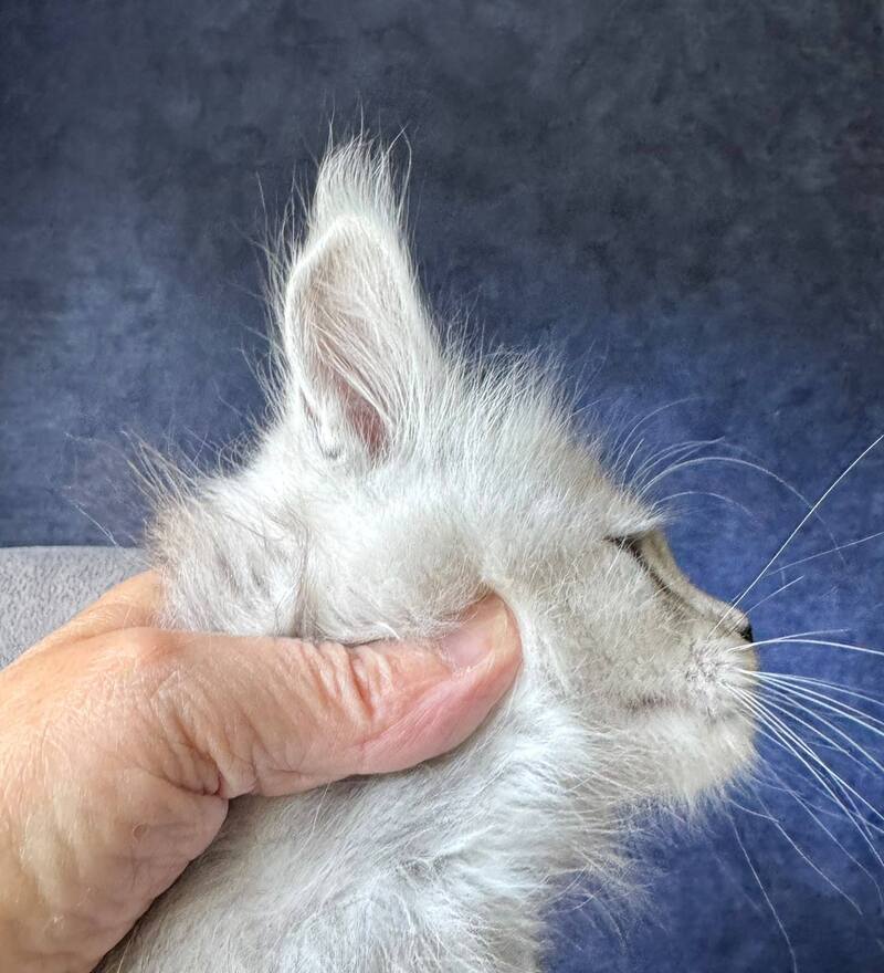 Imp Maine Coon male, black silver spotted tabby