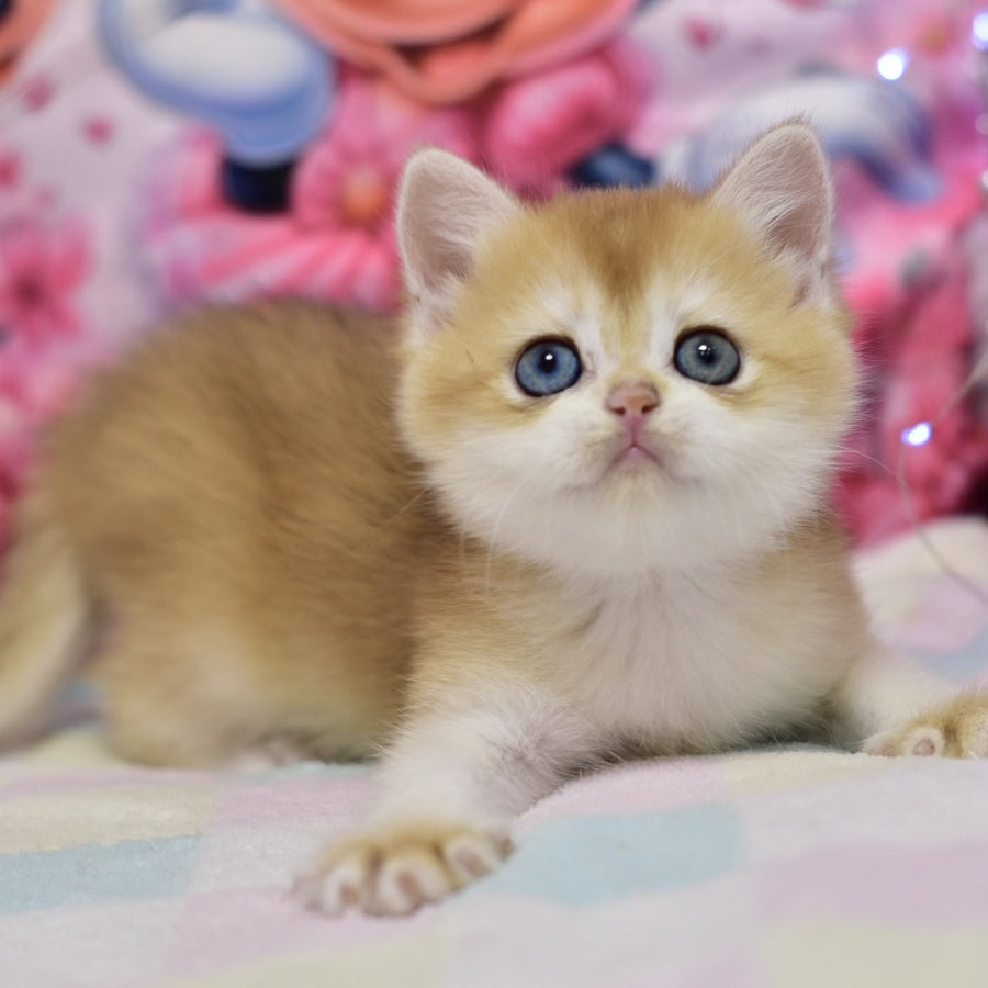 Eric British Shorthair male, black golden chinchilla