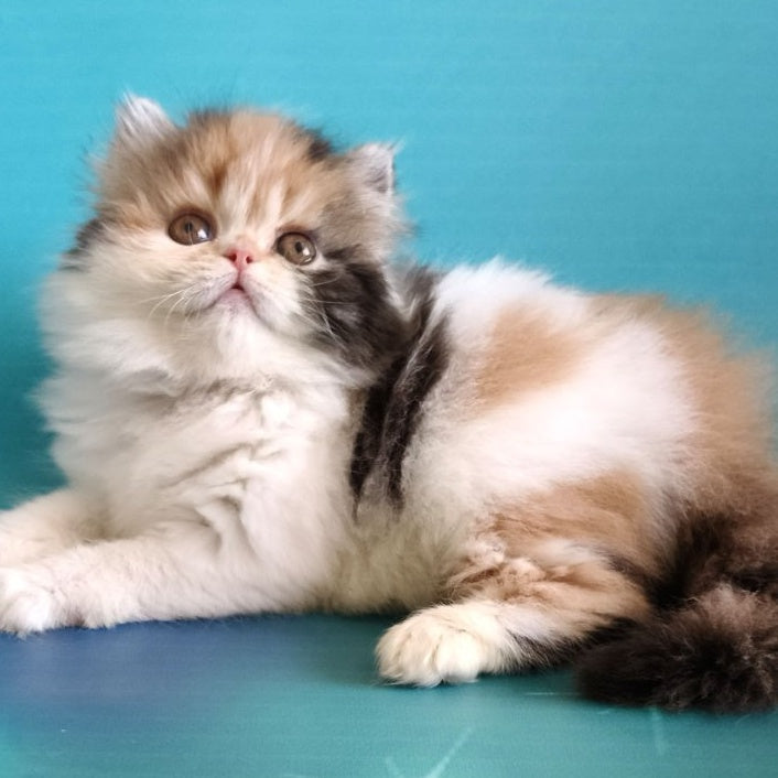 Nora Persian female, black tortie bicolour