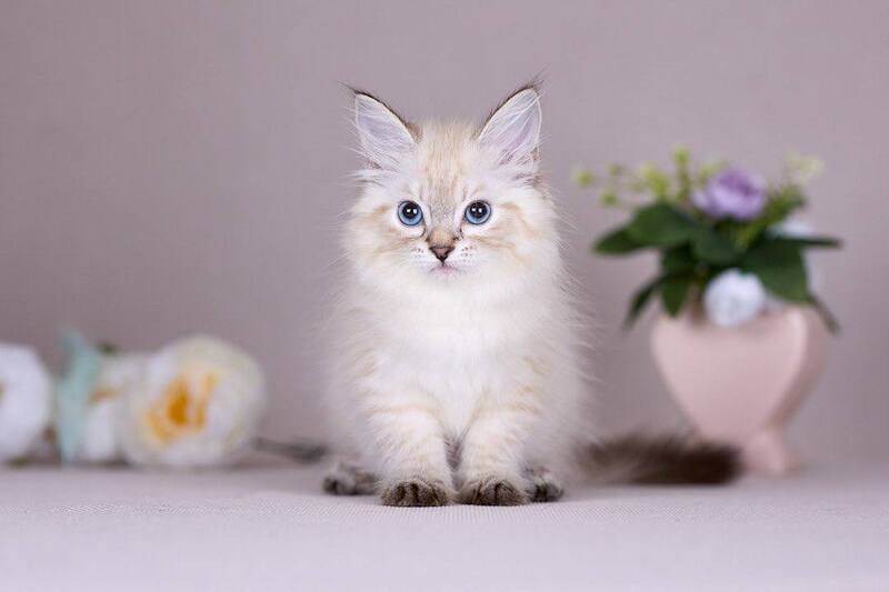 Halva Siberian female black tabby pointed - live animals