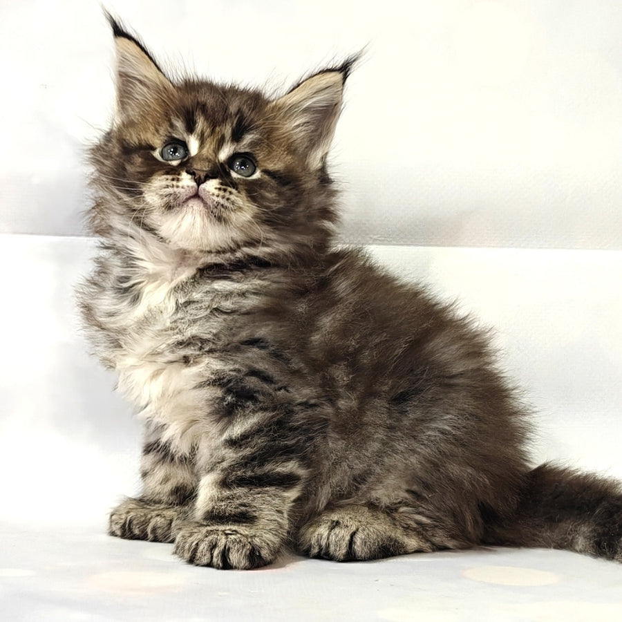 Barbie Maine Coon polydactyl 6x6x6x6 female, black tabby