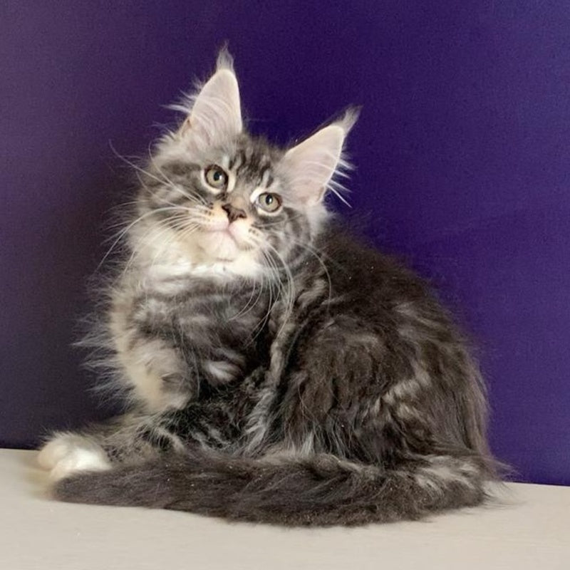 Quim Maine Coon male, black silver tabby with white