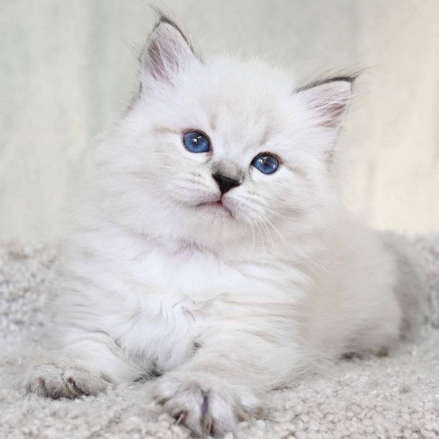 Kim Siberian male, black tabby pointed