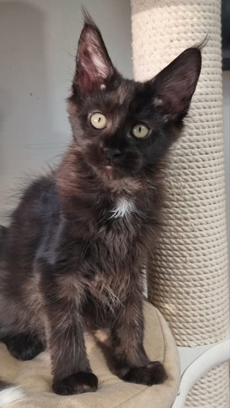 Debora Maine Coon female black with white - live animals