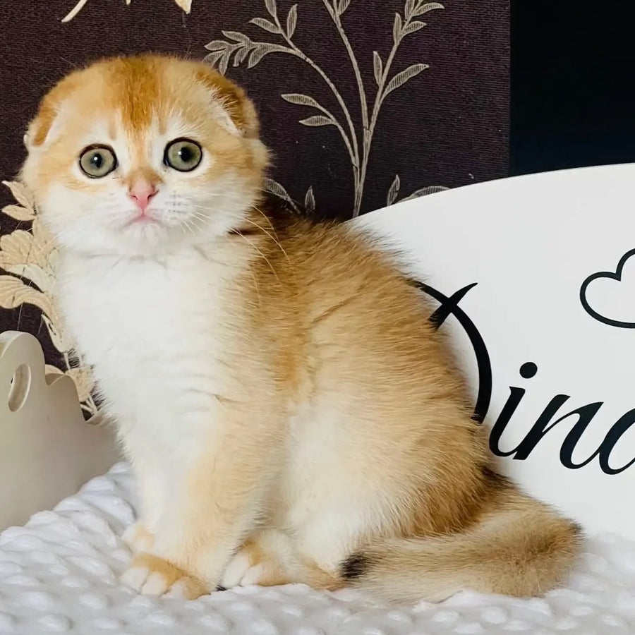 Keksik Scottish Fold male, black golden chinchilla