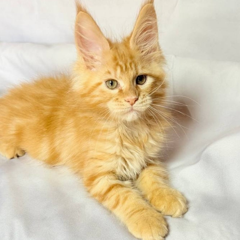Luthor Maine Coon male, red tabby