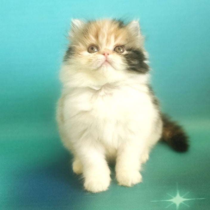 Nora Persian female, black tortie bicolour