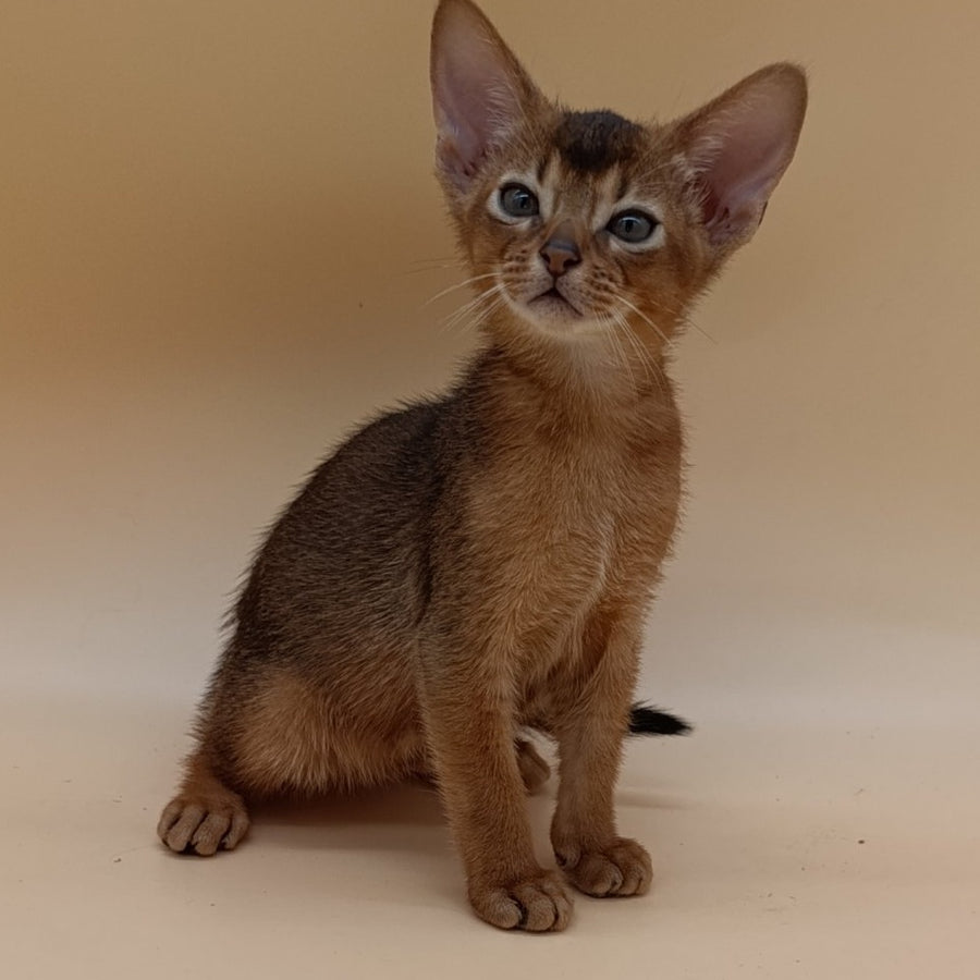 Mikkel Abyssinian male, black