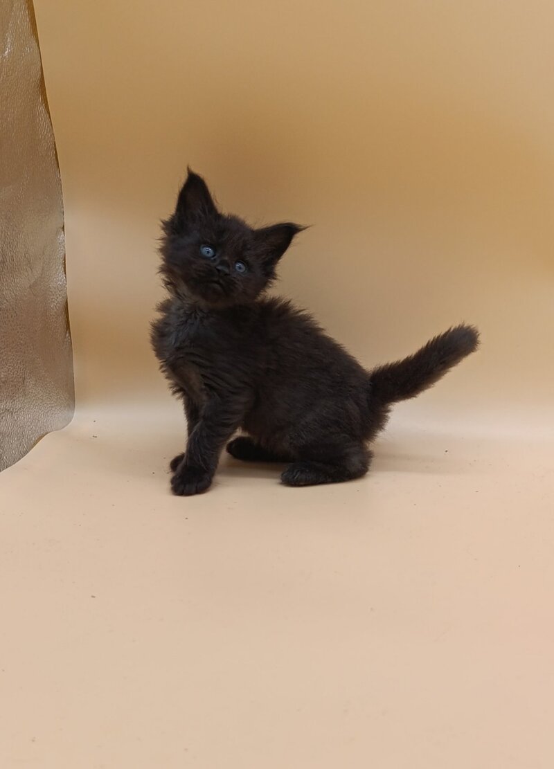 Iris Maine Coon female black silver live animals