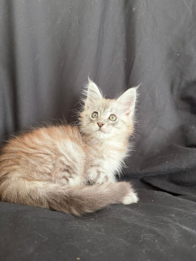 Yanius Maine Coon male black silver tabby - live animals
