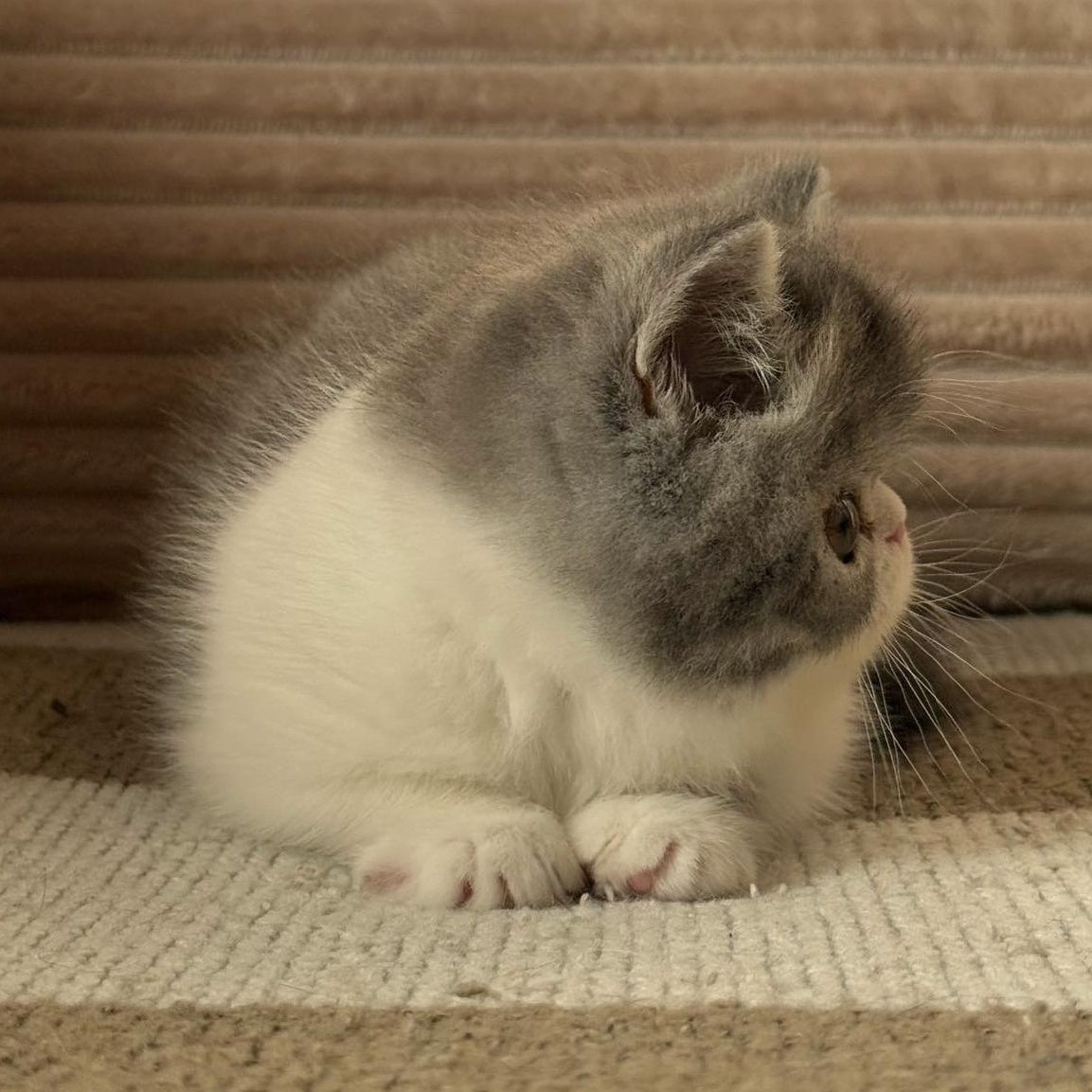 Marie Exotic female, blue bicolour spotted tabby