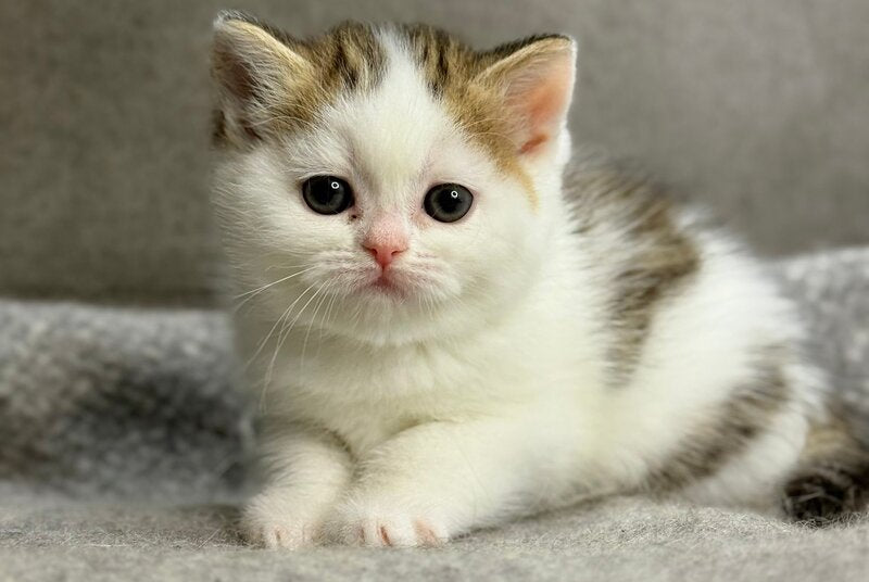 Yulka British Shorthair female, bicolour tabby with white