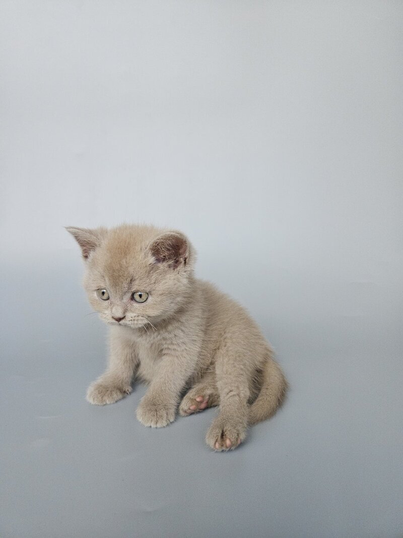 Aster British Shorthair female, fawn
