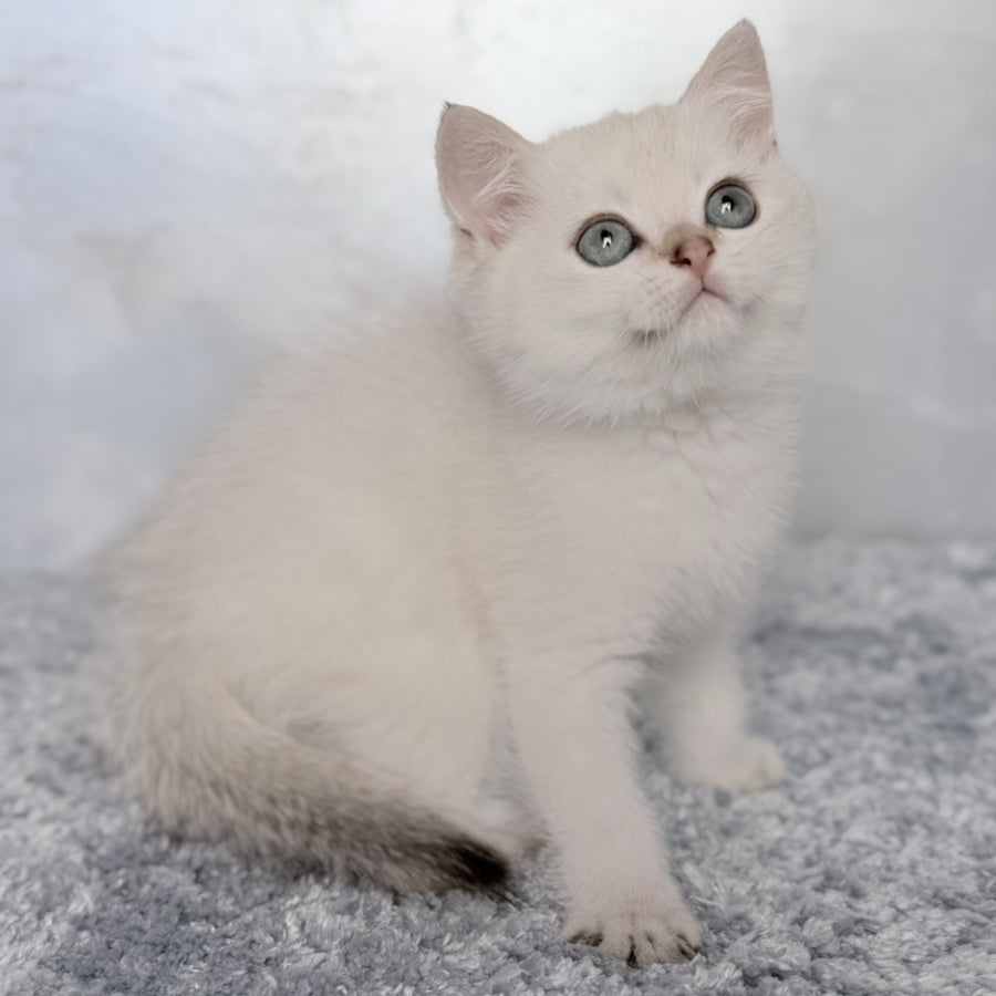 Josef Scottish Straight female, black golden shaded pointed