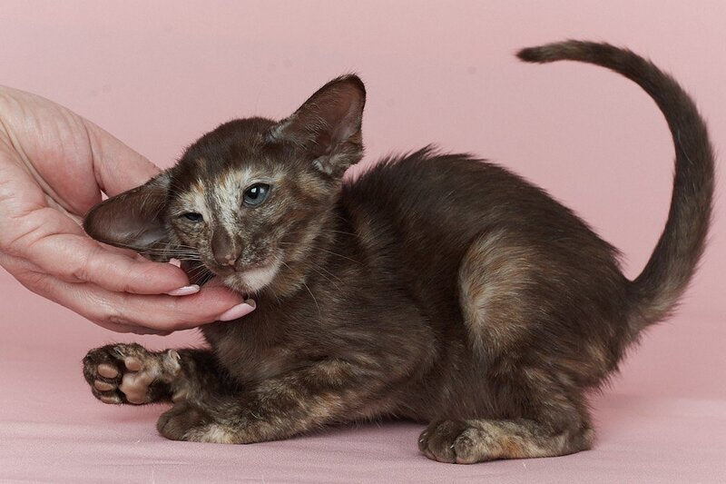 Queen Oriental Shorthair female chocolate tortie - live animals