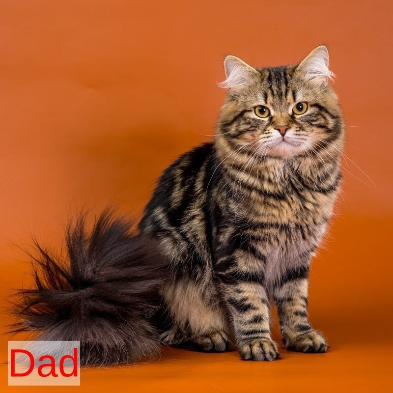 Zannet Siberian male, black tortie spotted tabby