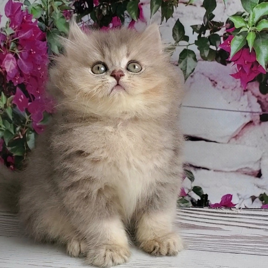 Cassie British Longhair female, blue golden ticked tabby