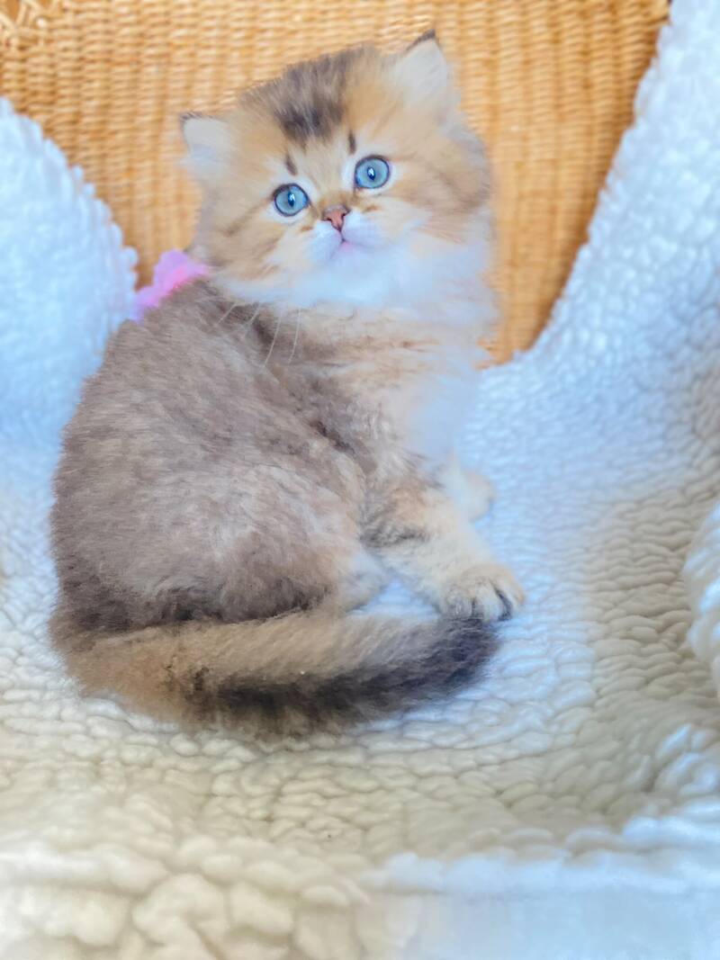 Ulis British Longhair male, black golden ticked tabby