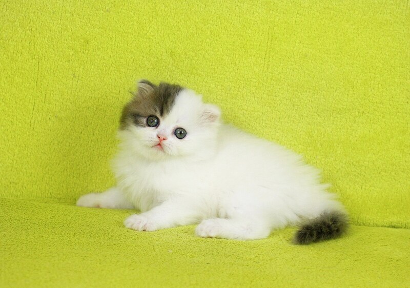 Fantasia Scottish Straight female, blue tabby van