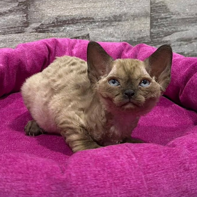 Pandora Devon Rex female, chocolate pointed