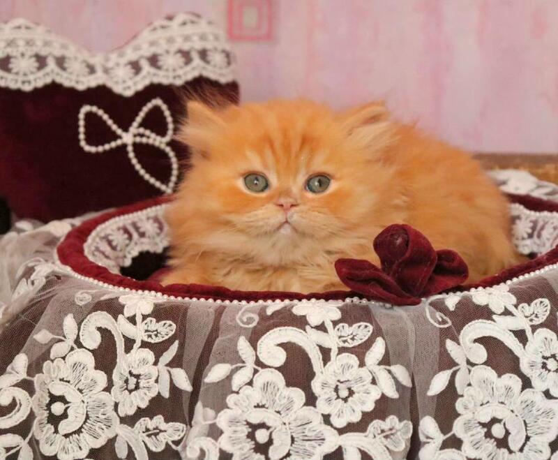 Bow British Longhair male red live animals