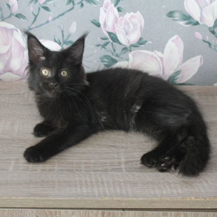 Nazira Maine Coon female, black