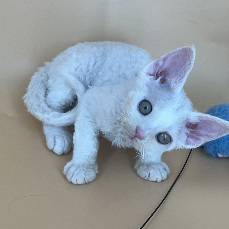 Alma Devon Rex female, white