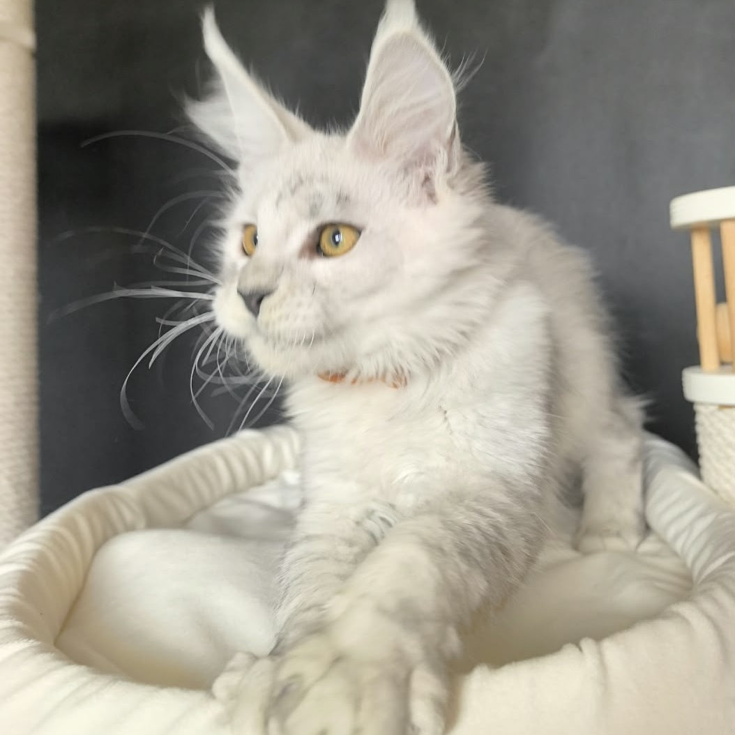 Williana Maine Coon female, black silver tabby